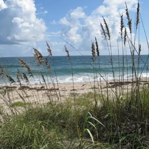 thumbnail for publication: Aquatic and Marine Ecosystems—Lesson 4: Coastal Ecosystems: Beach, Estuary, Marsh, and Swamp